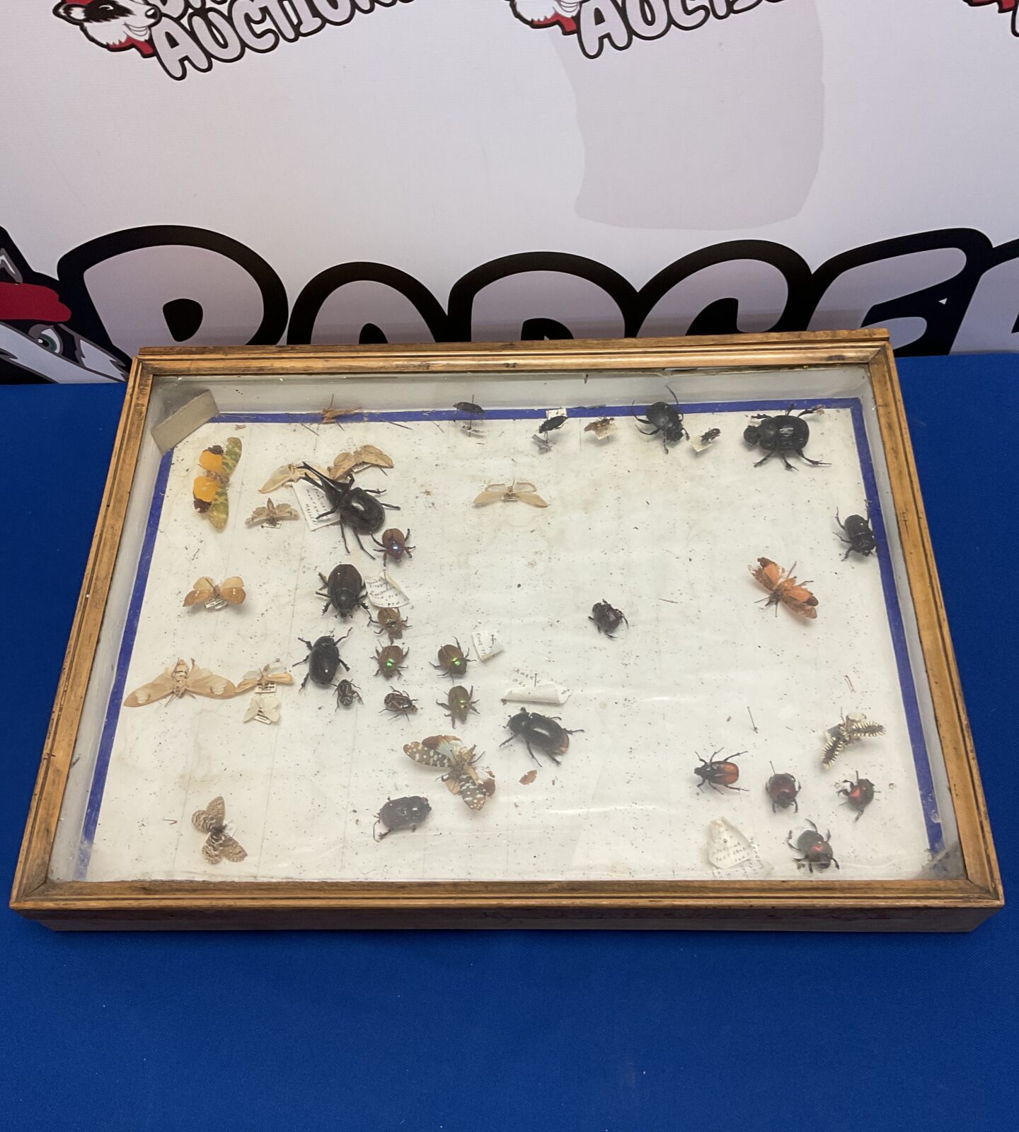 Collection of taxidermy beetles & bugs in display case