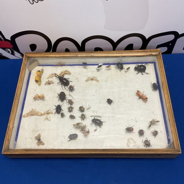 Collection of taxidermy beetles & bugs in display case