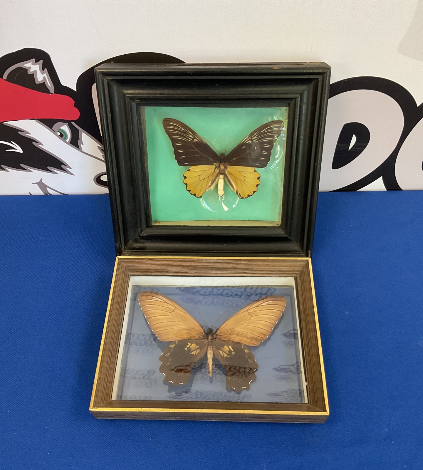 Two taxidermy troides amphrysus butterflies