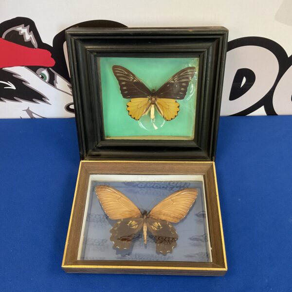 Two taxidermy troides amphrysus butterflies