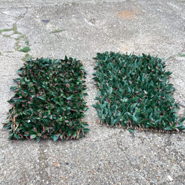 Two artificial hedge screening panels for garden privacy.