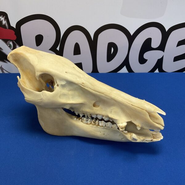 Authentic boar skull, a striking wild boar specimen for collectors.