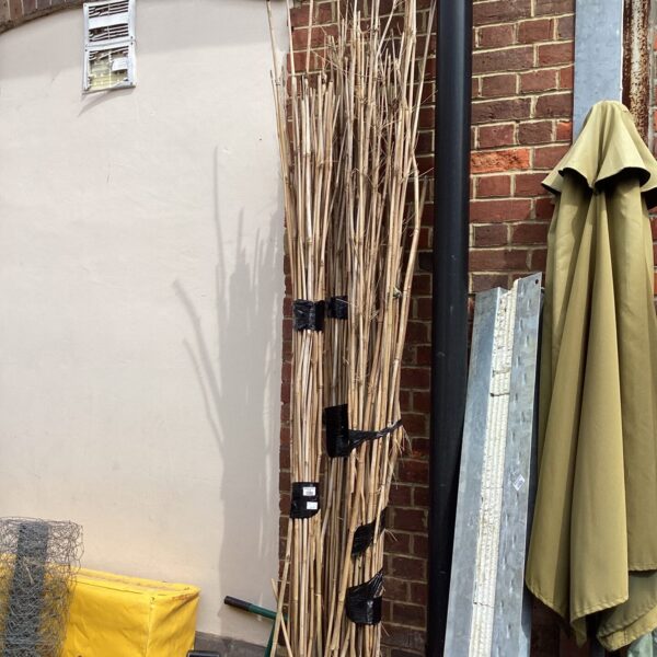 Large lot of natural bamboo garden canes for plant support.