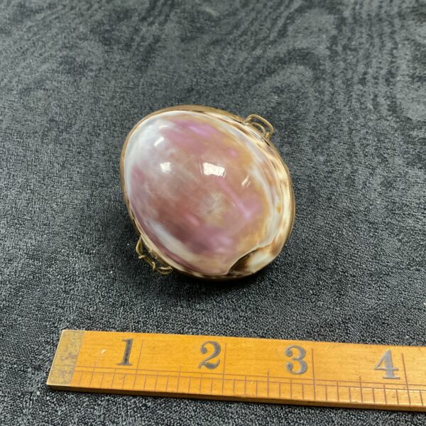 Antique Victorian cowrie shell pillbox with iridescent colours.
