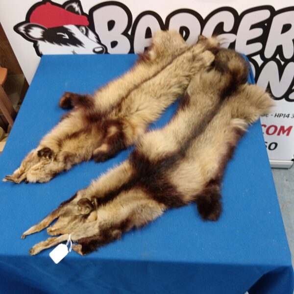 Two raccoon fur pelts