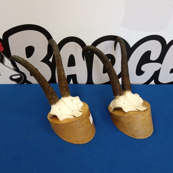 Vintage chamois antlers taxidermy mount on wooden base.