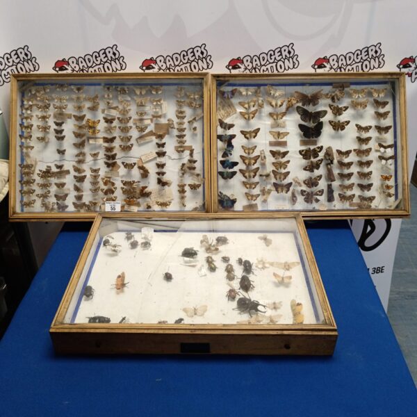 Vintage entomology display case with taxidermied butterflies and beetles.