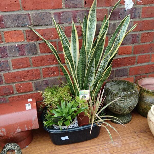 Selection of house plants including a sansevieria in pots.