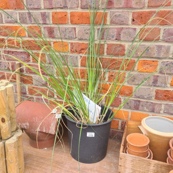 Pampass grass plant in plastic pot