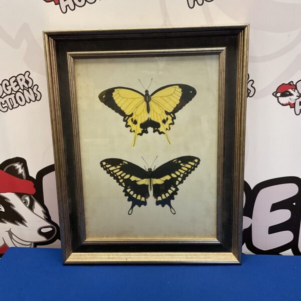 Vintage framed swallowtail butterfly print for wall decor.