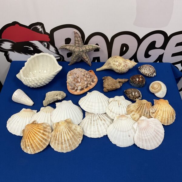 Collection of seashells & clam shells