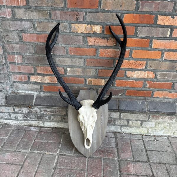Large stag skull and antler mount on wooden shield.