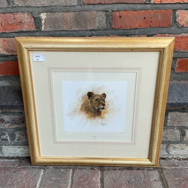 Signed limited edition Tony Forrest lioness print for wildlife art collectors.