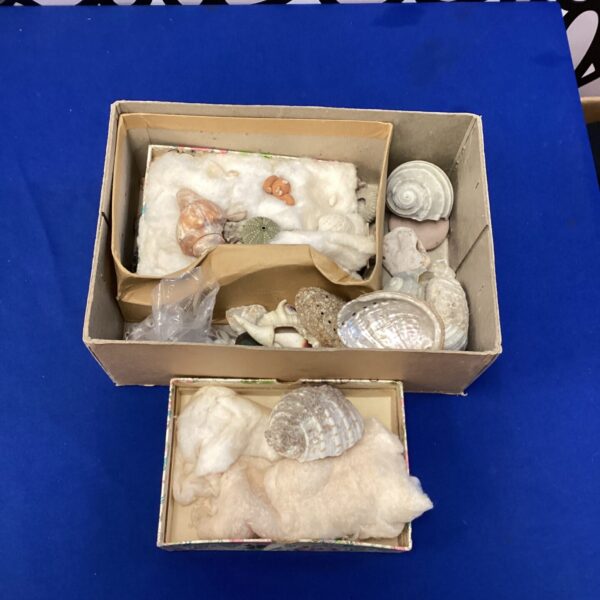 Mixed sea shells and coral lot for collectors and ocean decor.
