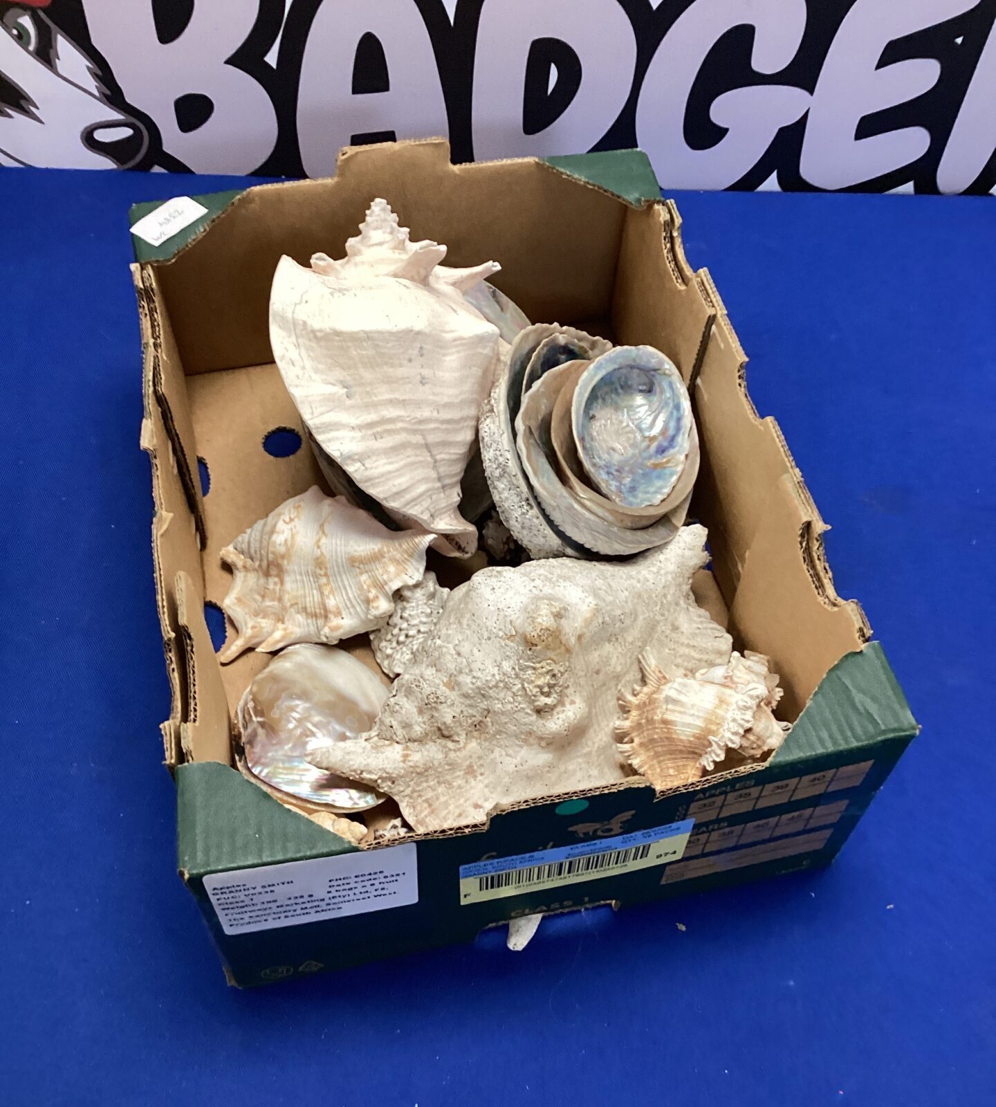 Tray of shells