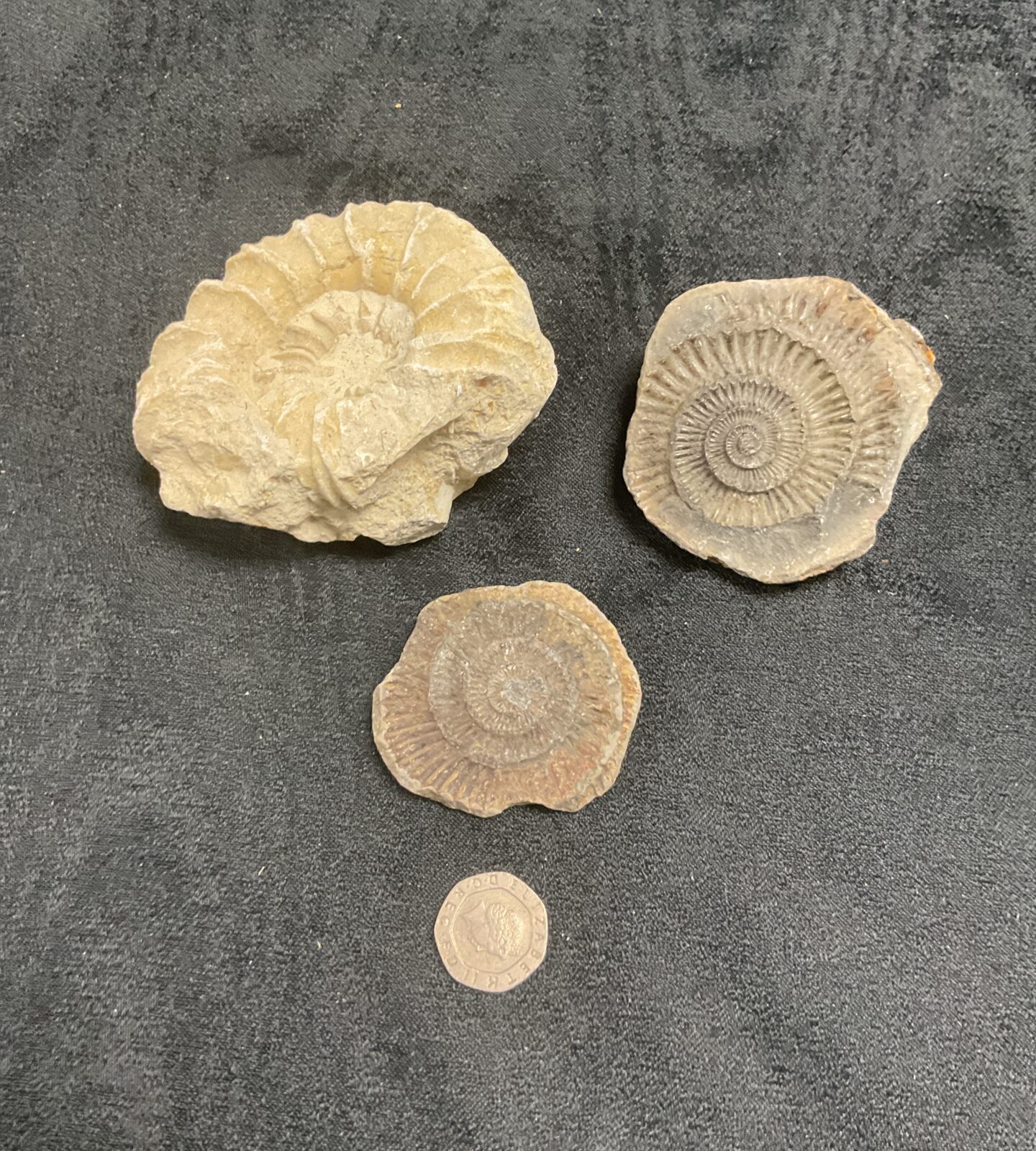 Three Ammonite Fossils