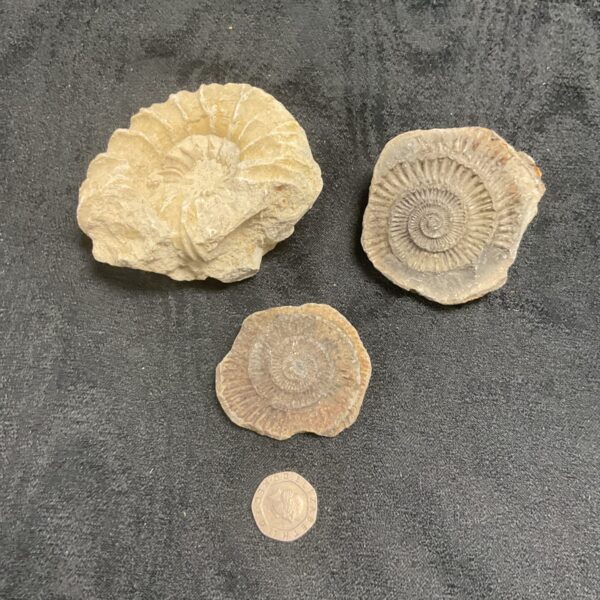 Three Ammonite Fossils