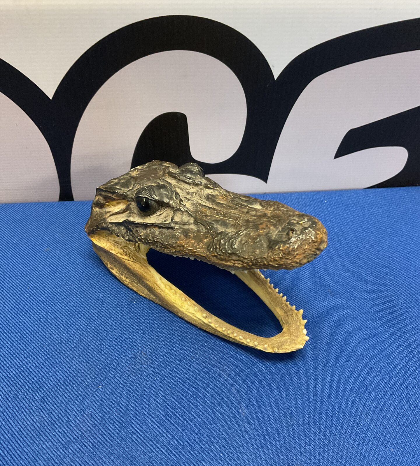 Small crocodile head taxidermy, a unique natural history specimen.