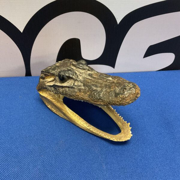 Small crocodile head taxidermy, a unique natural history specimen.