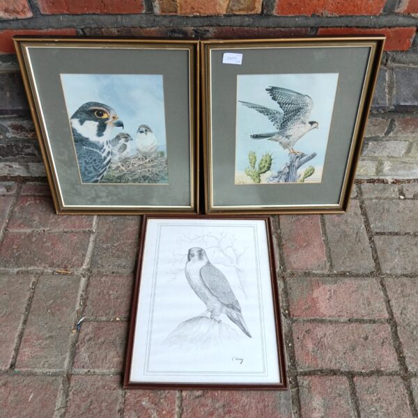 Vintage falcon print set featuring a falcon in flight.
