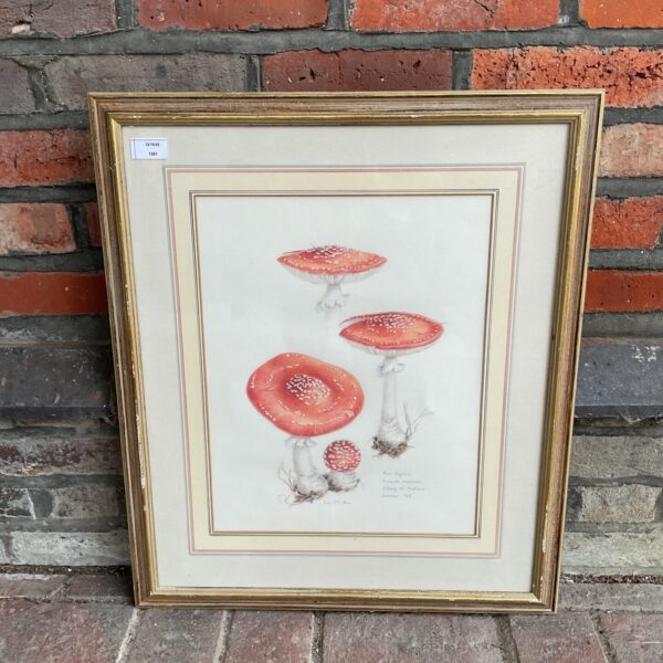Vintage watercolour painting of fly agaric mushrooms by Liz Man Rae.