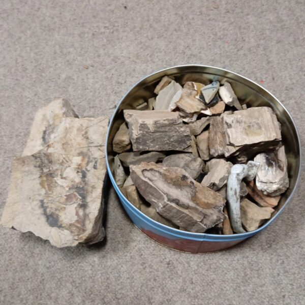 Tin containing a mixed lot of fossil and pottery shards.