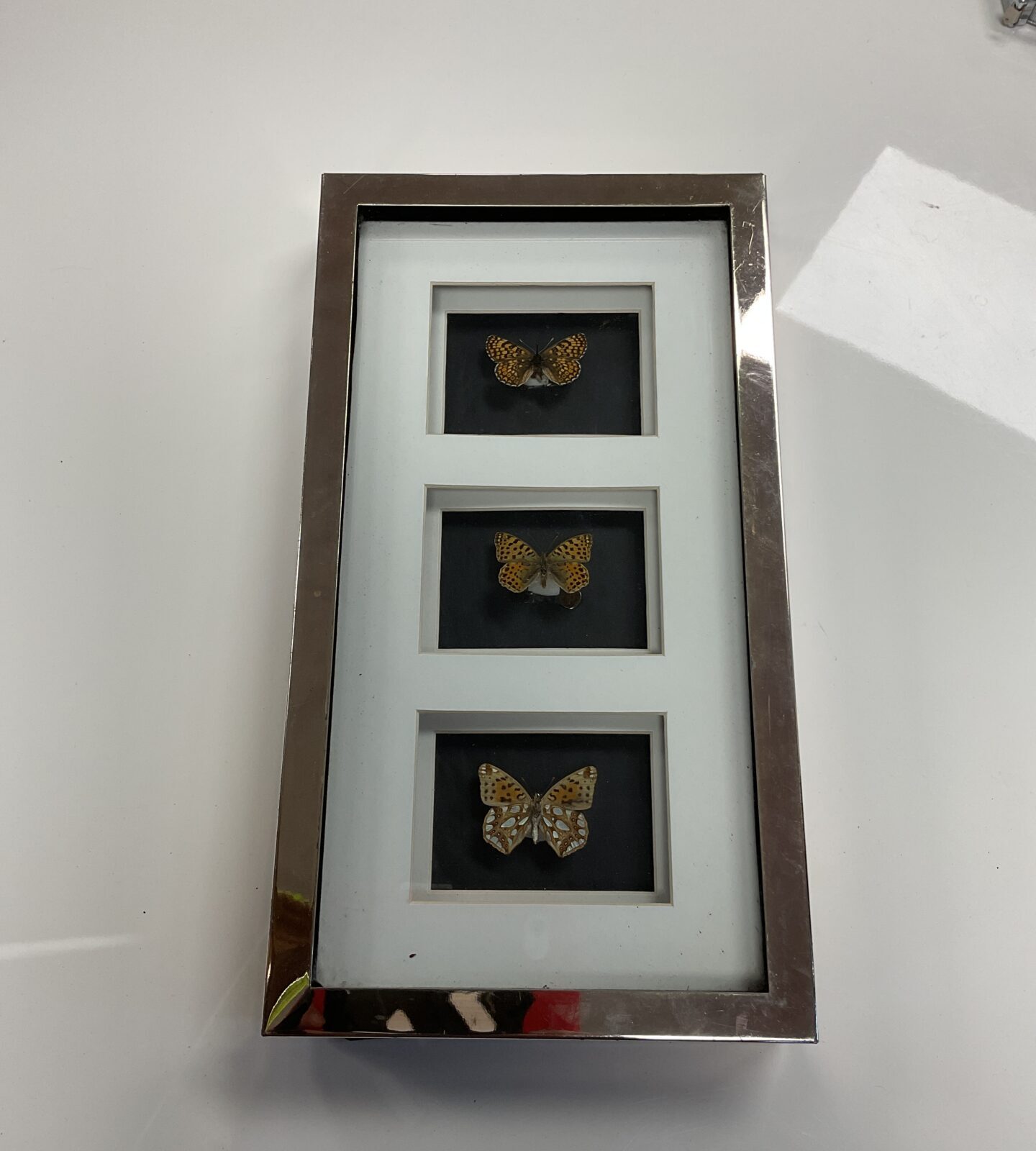 Close-up of a framed butterfly display with vibrant insect specimens.