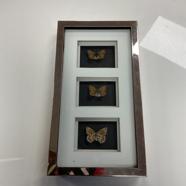 Close-up of a framed butterfly display with vibrant insect specimens.