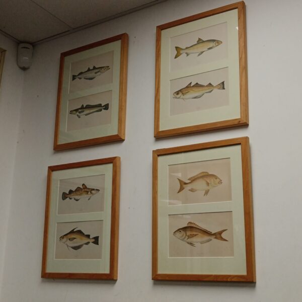 Set of four vintage framed fish prints for coastal decor.