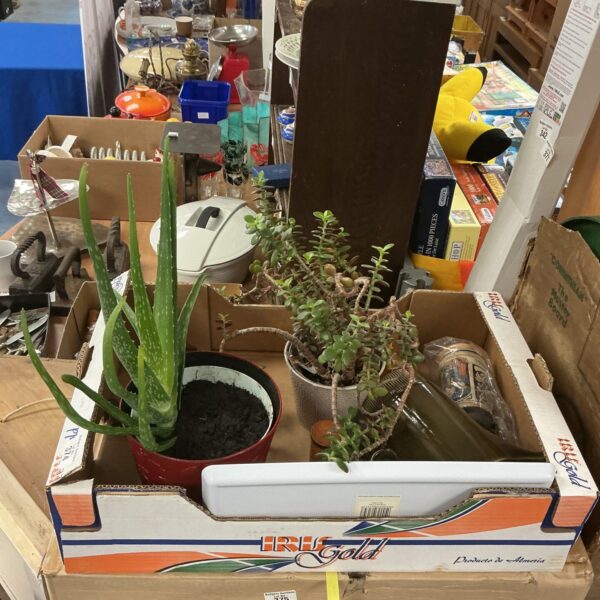 Mixed lot of house plants and succulents in pots.