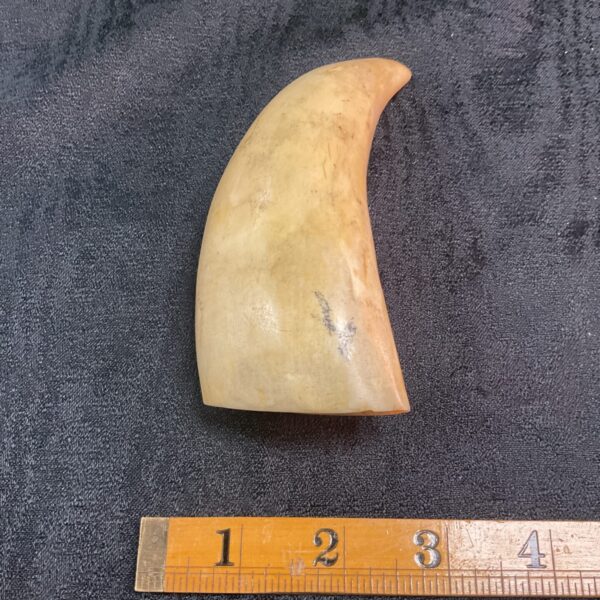 Authentic sperm whale tooth with natural ivory colour.