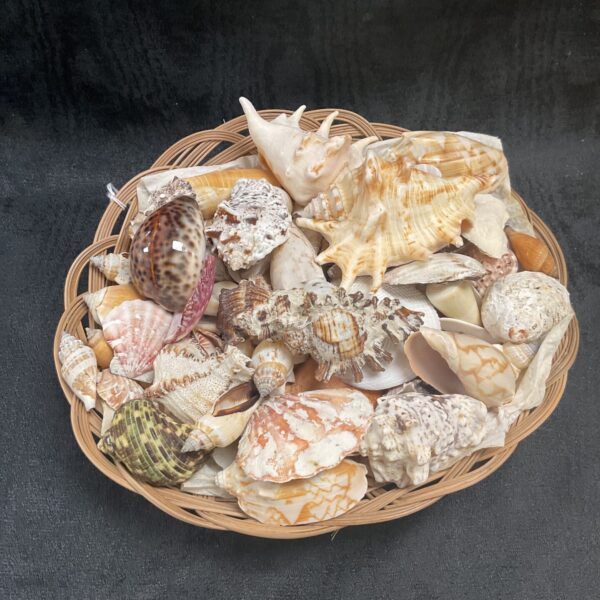 Basket of assorted seashells for beach decor and collecting.