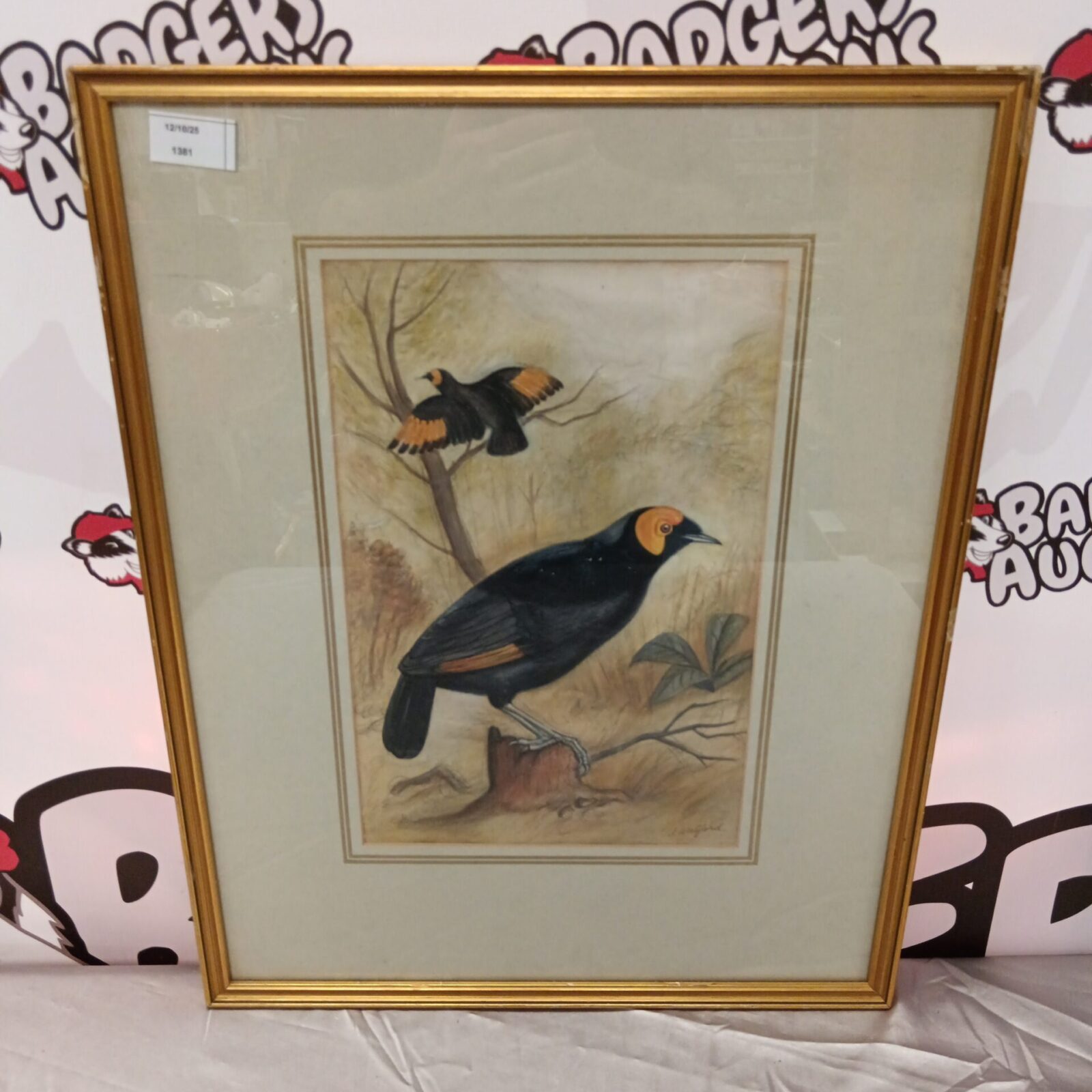 Antique J Walford watercolour painting of a Yellow-Wattled Bird of Paradise.