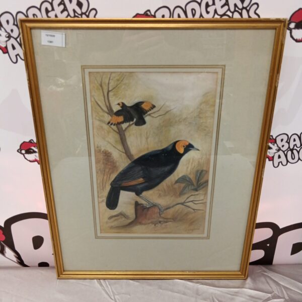Antique J Walford watercolour painting of a Yellow-Wattled Bird of Paradise.