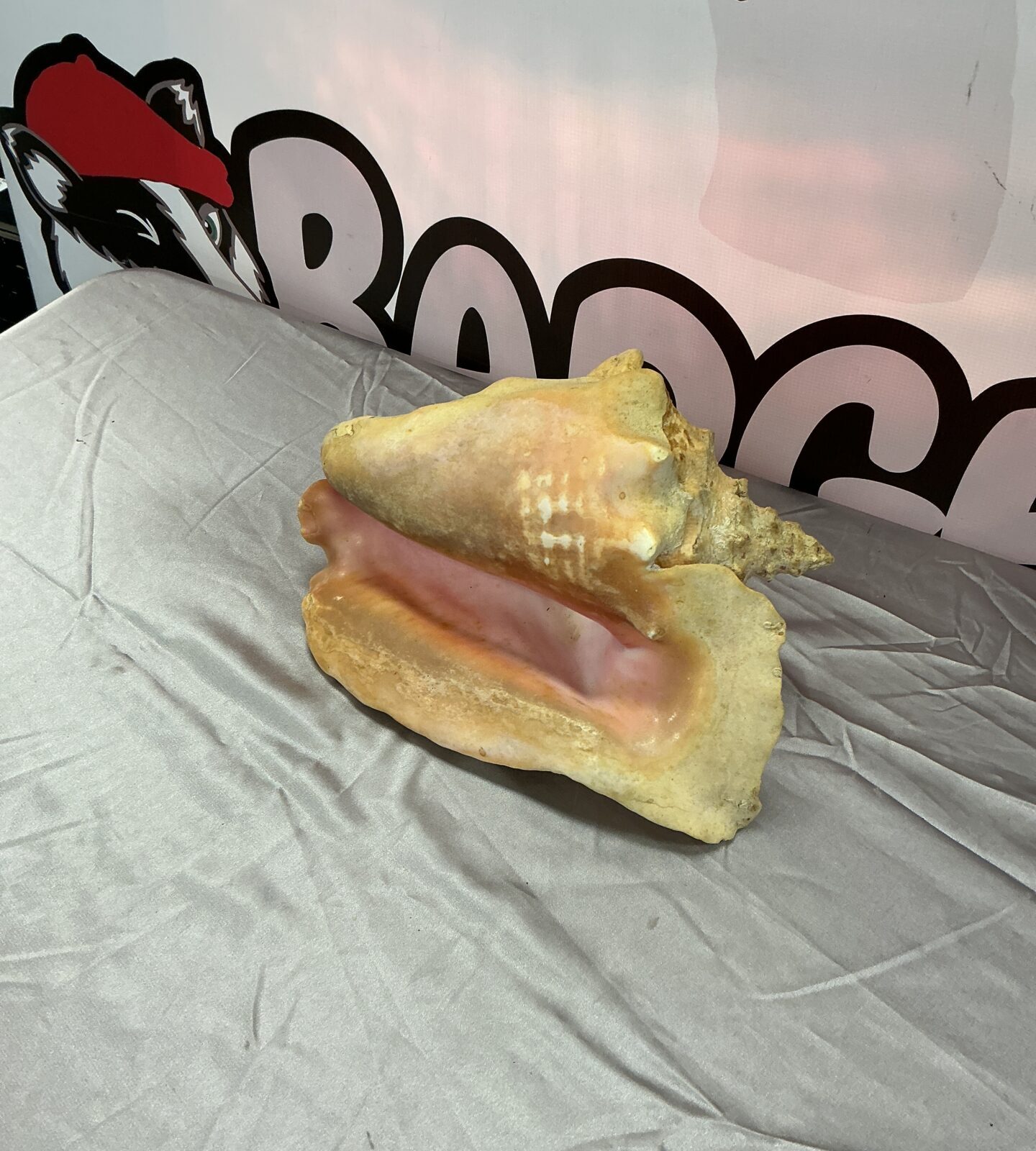 Large natural conch shell for ocean-themed decor.