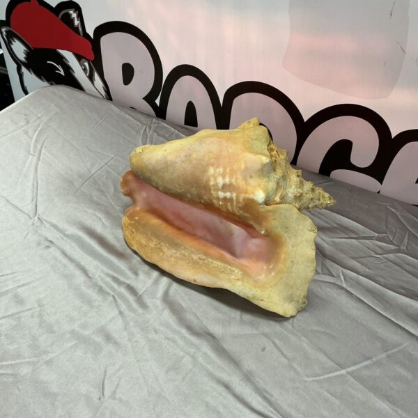 Large natural conch shell for ocean-themed decor.