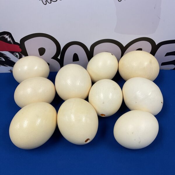 Lot of ten large ostrich eggs for display or collecting.