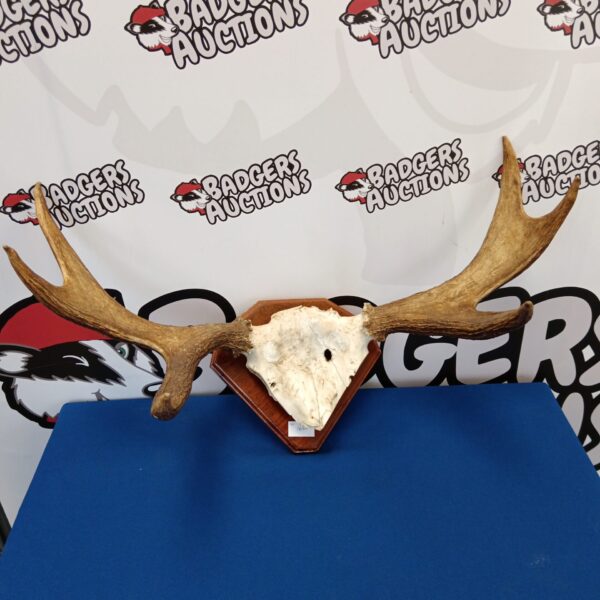 Large moose antlers mounted on a wall, rustic wildlife decor.