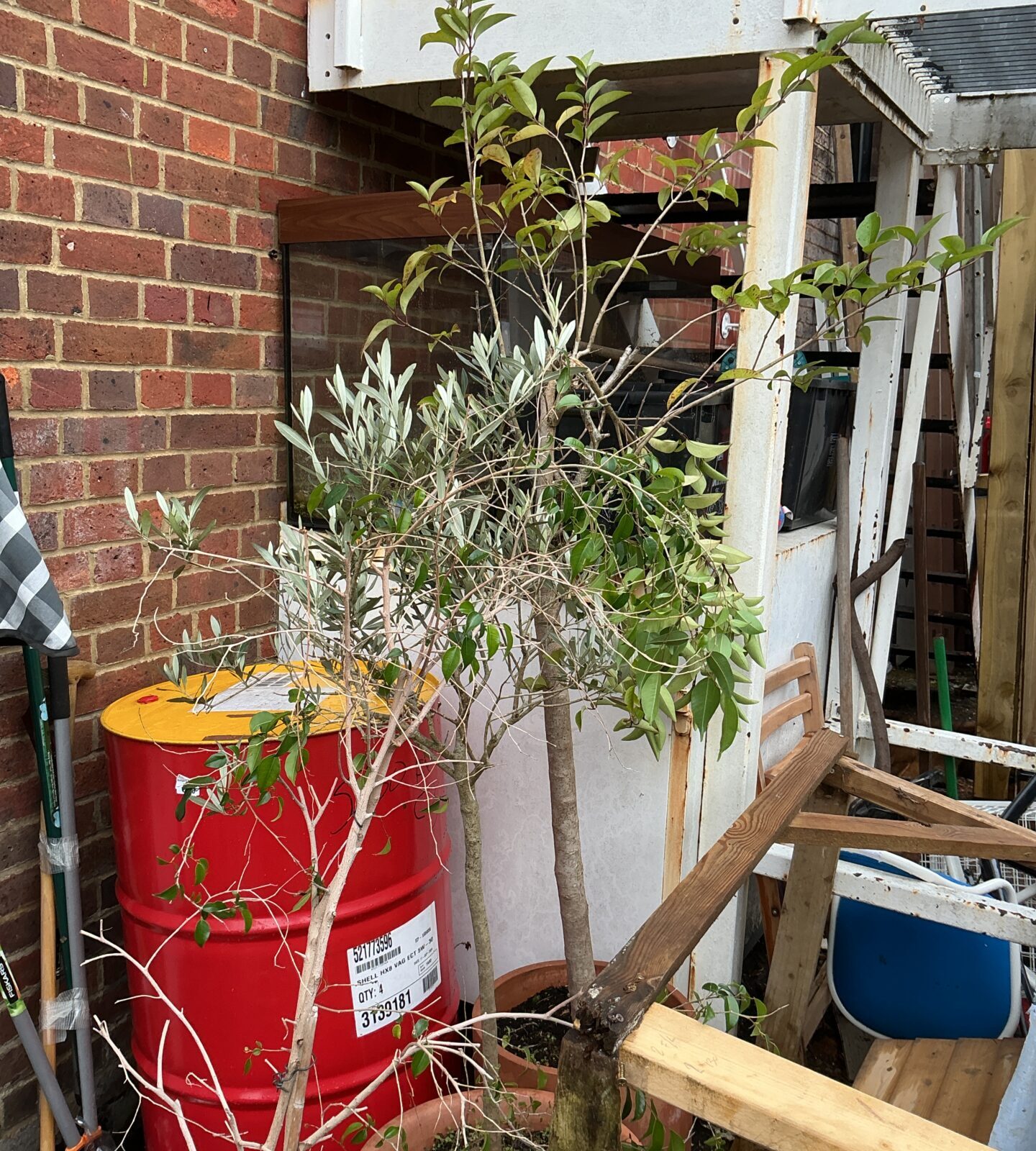 Three patio trees in terracotta pots in a garden setting.