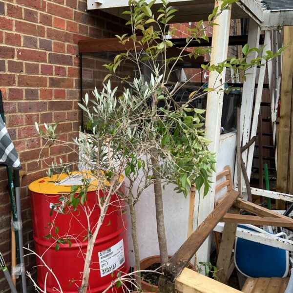 Three patio trees in terracotta pots in a garden setting.