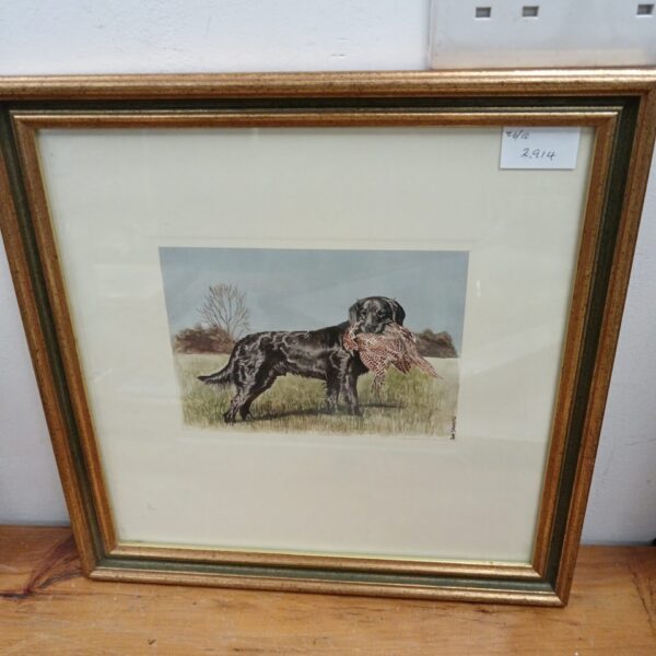 Framed Sue Sharples print of a black Labrador with a pheasant.