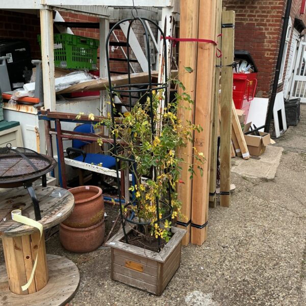 Wooden planter with a climbing rose, ideal for garden decoration.