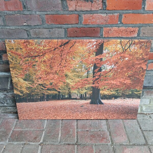 Vibrant autumn forest canvas print for home decor.