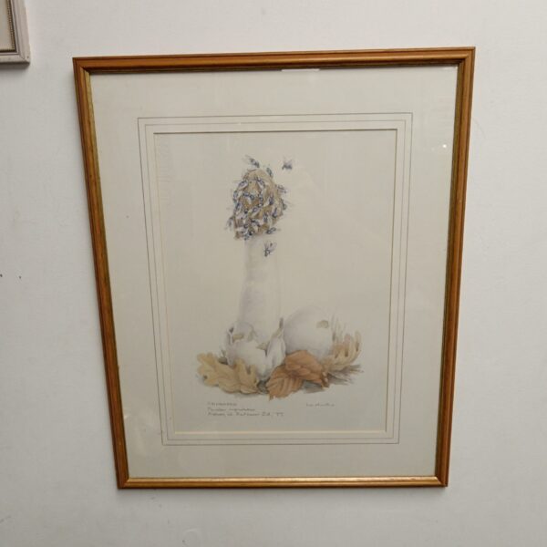 Liz Mar Rue watercolour painting of a stinkhorn mushroom, detailed botanical art.