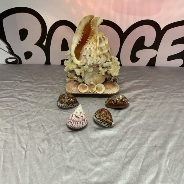 Detailed sea shell sculpture, a unique piece of coastal art.