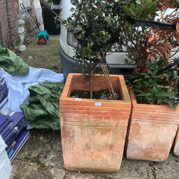 Large terracotta garden planter with established shrub in outdoor setting.