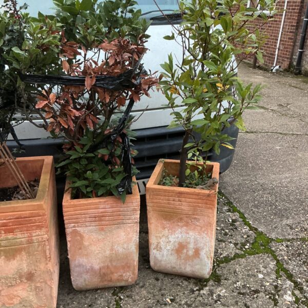 Two terracotta garden planters with small trees in a garden setting.
