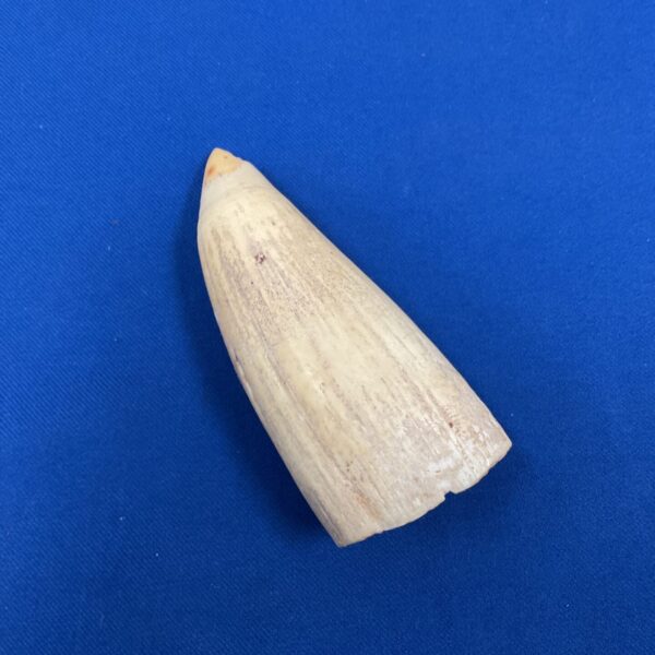 Antique sperm whale tooth with natural ivory patina.