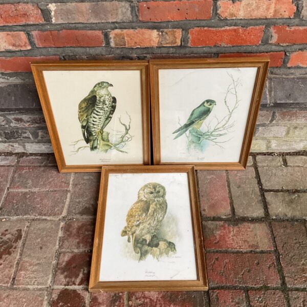 Vintage ornithological print of a bird of prey in oak frame.