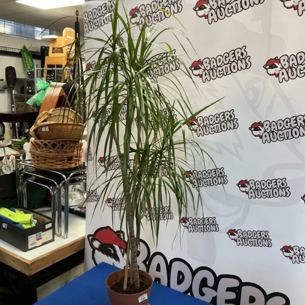 Vibrant Dracaena Marginata plant with red-edged leaves in a pot.